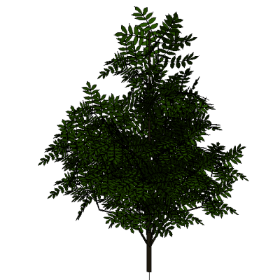 3D Tree - Acacia 8161