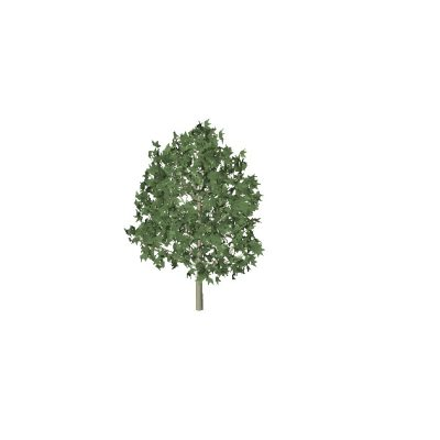 Maple Tree
