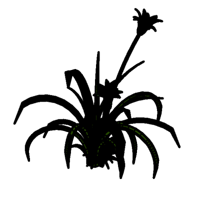 3D Flower - Lilly2 8165