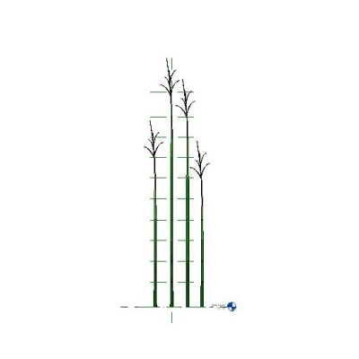 Bamboo Plant