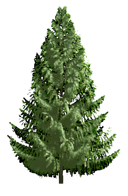 RPC Tree - Conifer