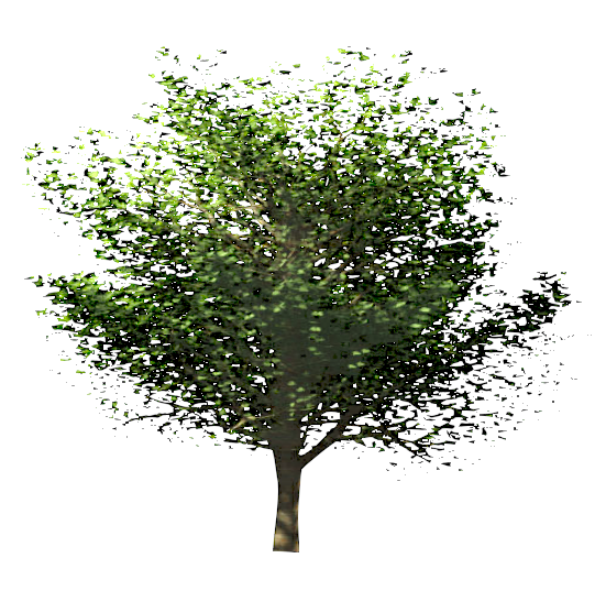 RPC Tree - Deciduous