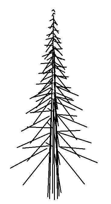 Tree - Conifer