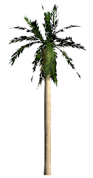 Tree Tropical 5268