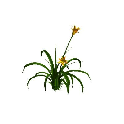 Yellow Flowering Plant