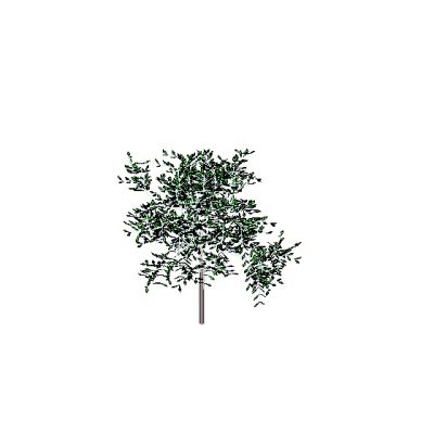 Neem Tree