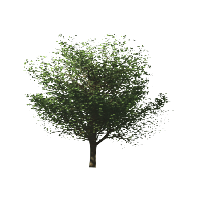 Leafy Tree Outline