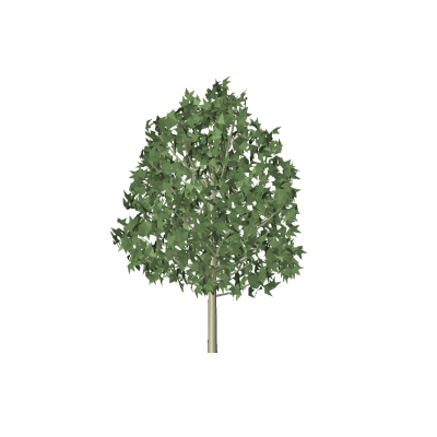 Large Tree