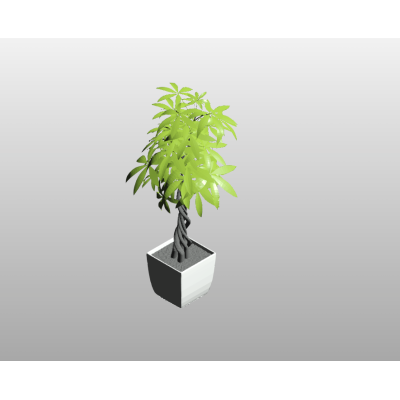 Potted Indoor Tree