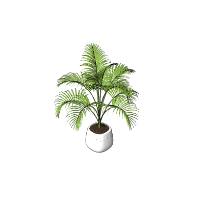 Potted Palm Plant
