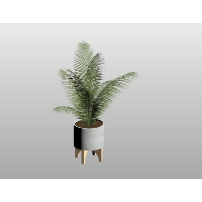 Interior Potted Fern