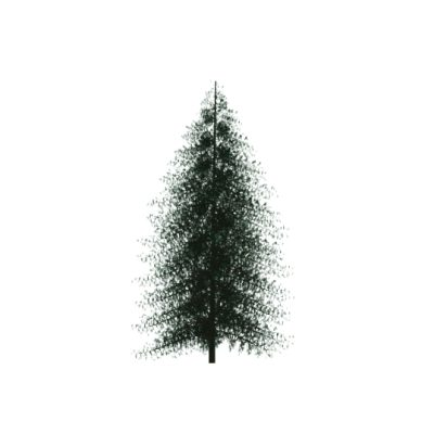 Tree - conifera