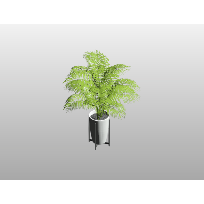 Potted Fern