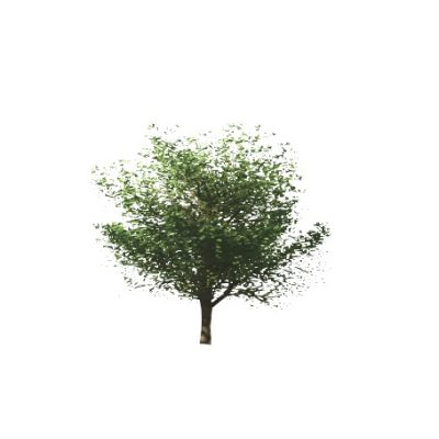 Elm Tree
