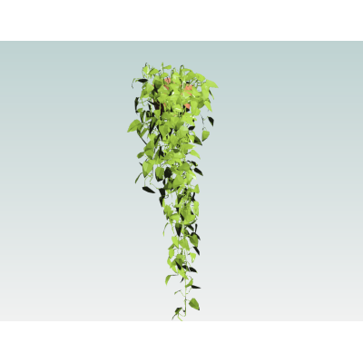 Trailing Vine Plant