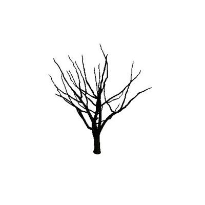 Leafless Maple Tree