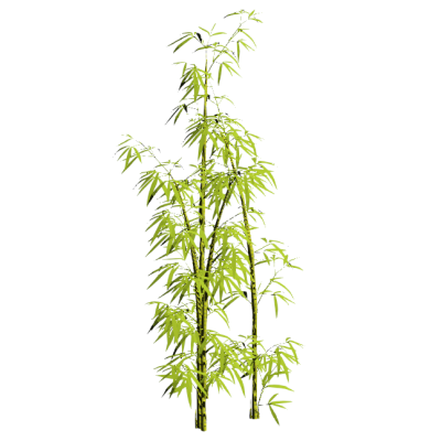 Bamboo grove 10503