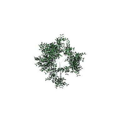 Leafy Tree