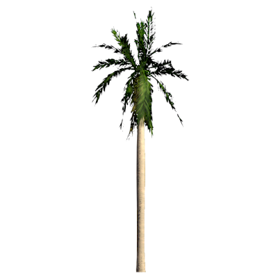RPC Arbre - Tropical