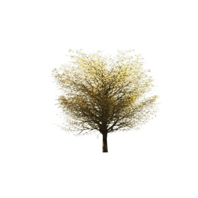 Revit tree block