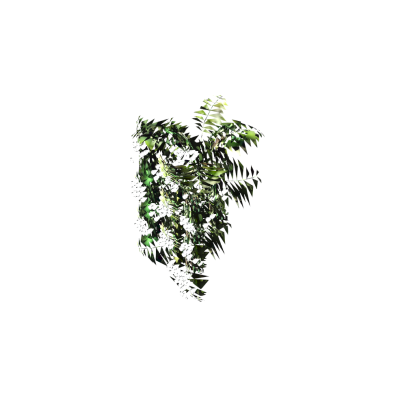 Hanging Plant