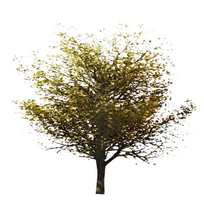 Tree  5262