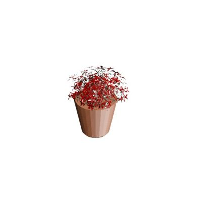 Potted Plant with Red Leaves