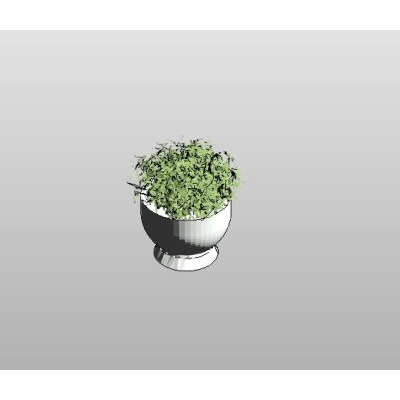 Herb Plant in Pot