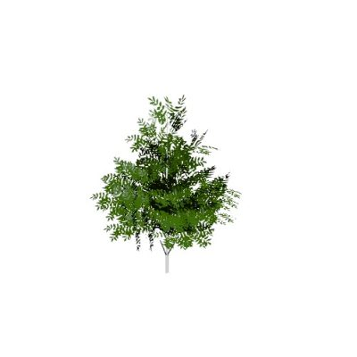 Lush Green Tree
